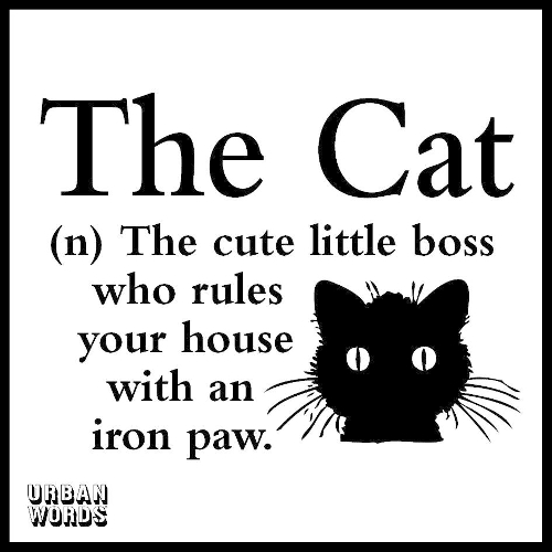 Urban Words - The Cat - Urban Words Gift Books (Hardback)