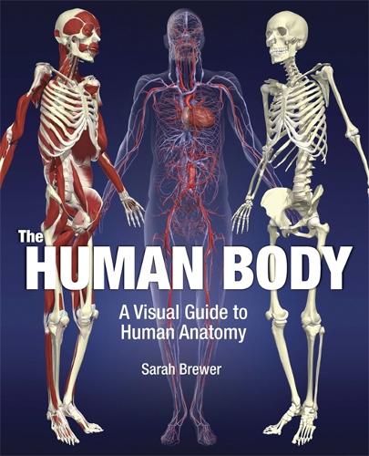 The Human Body: A Visual Guide to Human Anatomy (Hardback)