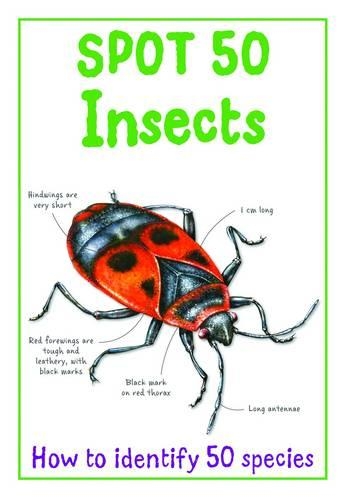 Spot 50 - Insects (Paperback)