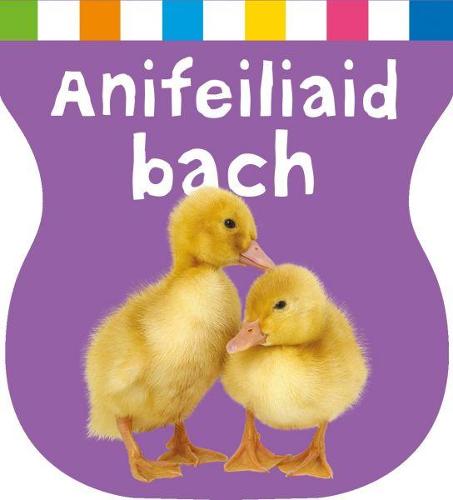 Cyfres Ysgwyd, Cnoi a Dysgu: Anifeiliaid Bach (Hardback)