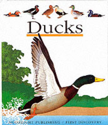 Ducks - First Discovery Series No. 66 (Paperback)