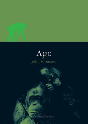 Ape - John Sorenson