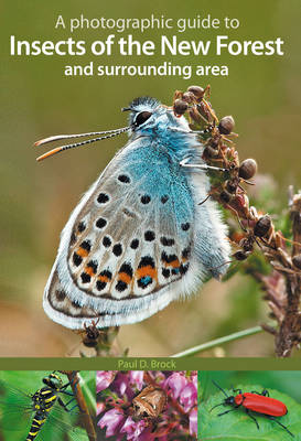 A Photographic Guide to Insects of the New Forest and Surrounding Area (Paperback)
