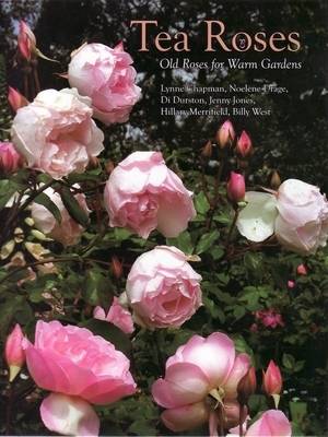 Tea Roses: Old Roses for Warm Gardens (Hardback)