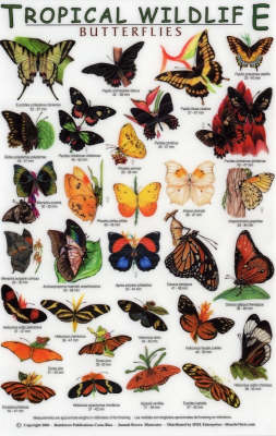 Butterflies - Tropical Wildlife Field Guide S.