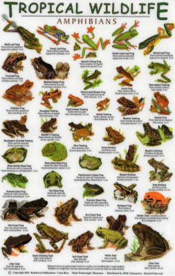 Amphibians - Tropical Wildlife Field Guide S.
