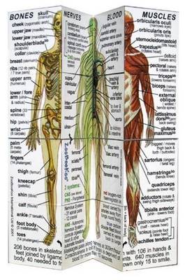 Human Body: Systems and Statistics (Book)