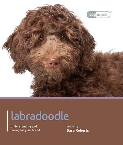 Labradoodle - Dog Expert (Paperback)