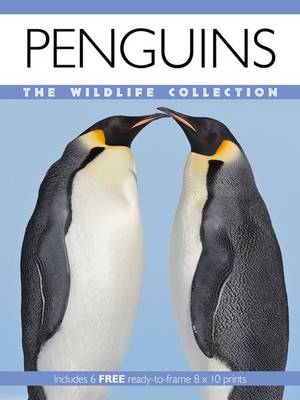 Penguins - Wildlife Collection (Paperback)