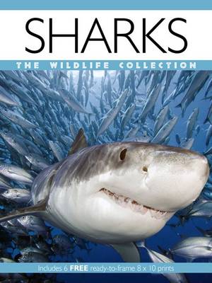Sharks - Wildlife Collection (Paperback)