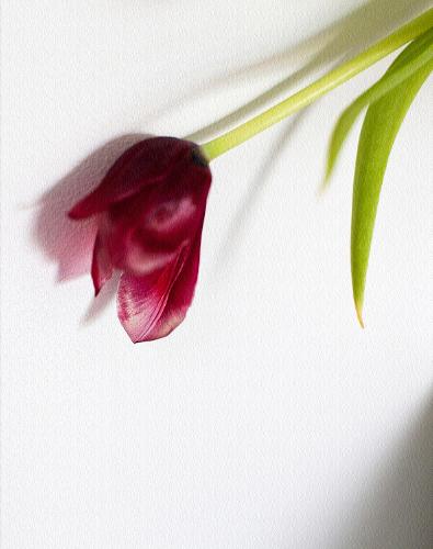 Tulip: My Mother's Favourite Flower (Hardback)