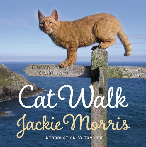 Cat Walk by Jackie Morris | Waterstones