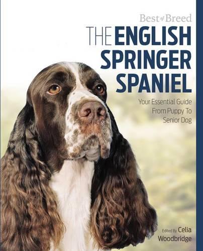 English Springer Spaniel Best of Breed (Paperback)