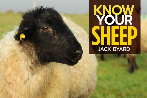 Jack Byard Know Your Sheep