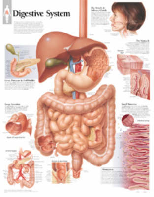 Digestive System Paper Poster (Poster)