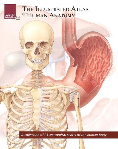 Illustrated Atlas of Human Anatomy: A Collection of 25 Anatomical Charts of the Human Body (Paperback)