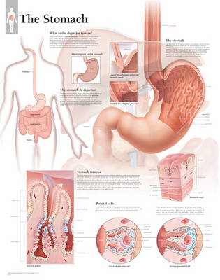 Stomach Laminated Poster (Poster)