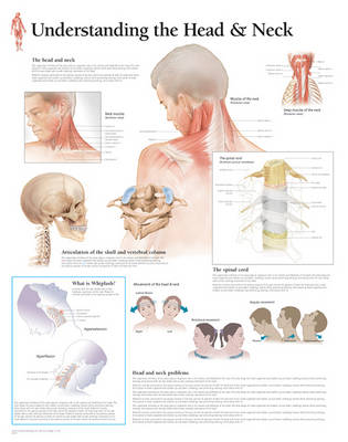 Understanding the Head & Neck Paper Poster (Poster)