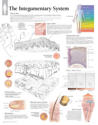 Integumentary System Laminated Poster (Poster)