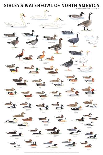 Sibley's Waterfowl of North America (Poster)