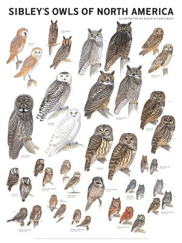 Sibley's Owls of North America (Poster)