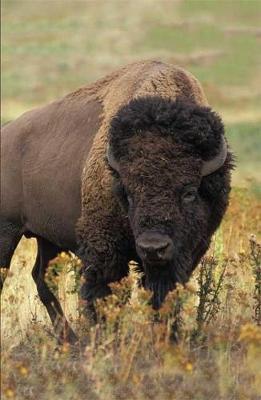 Bison Blank Journal (Hardback)