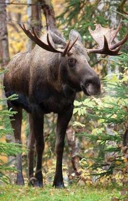Moose Blank Journal (Hardback)