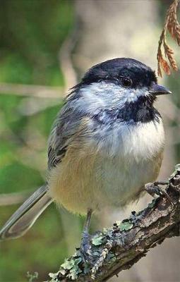 Chickadee Blank Journal (Hardback)