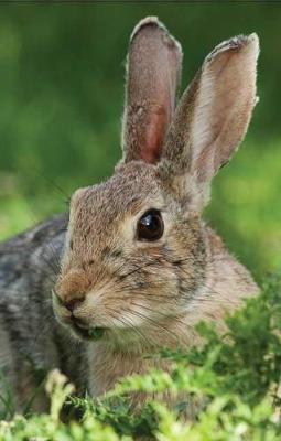 Rabbit Blank Journal (Hardback)
