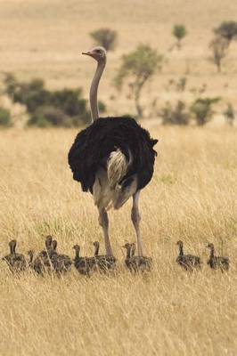 Ostrich Outing Blank Book Lined Journal (6x9) (Paperback)