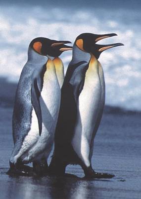 Penguin Waddle Blank Book Lined Journal (5x7) (Paperback)