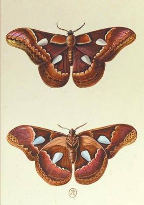 Carnet Blanc, Papillons Le Porte-Miroir - Bnf Animaux (Paperback)
