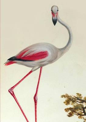 Carnet Blanc, Flamant Rose - Bnf Animaux (Paperback)