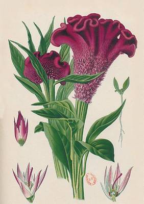 Carnet Blanc, Celosia Cristata, Dessin 19e Si�cle - Bnf Botanique (Paperback)