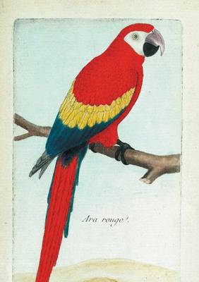Carnet Blanc, Ara Rouge, Dessin 18e Si�cle - Bnf Animaux (Paperback)