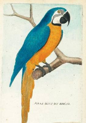 Carnet Blanc, Ara Bleu, Dessin 18e Si�cle - Bnf Animaux (Paperback)