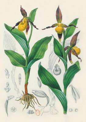 Carnet Blanc, Orchid�e Jaune, Dessin 19e Si�cle - Bnf Botanique (Paperback)
