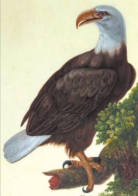 Carnet Lign�, Vautour - Bnf Animaux (Paperback)