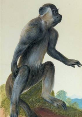 Carnet Lign�, Macaque - Bnf Animaux (Paperback)