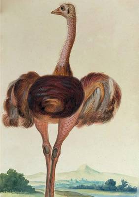Carnet Lign�, Autruche - Bnf Animaux (Paperback)