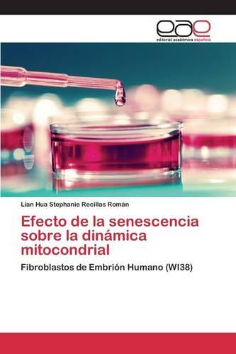 Efecto de La Senescencia Sobre La Dinamica Mitocondrial (Paperback)