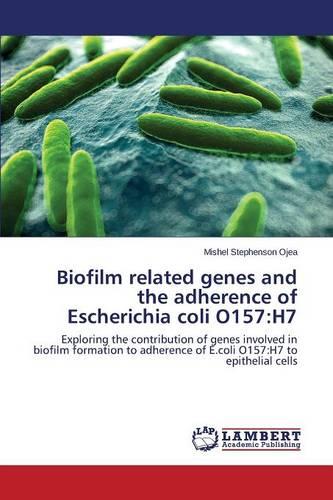 Biofilm Related Genes and the Adherence of Escherichia Coli O157: H7 (Paperback)