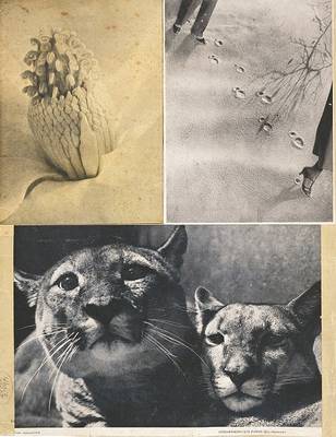 Hannah Höch: Album, Limited Edition (Hardback)
