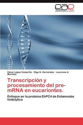 Transcripcion y Procesamiento del Pre-Mrna En Eucariontes. (Paperback)