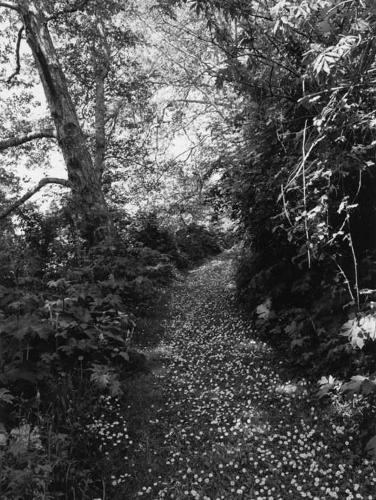 Robert Adams: An Old Forest Road (Hardback)