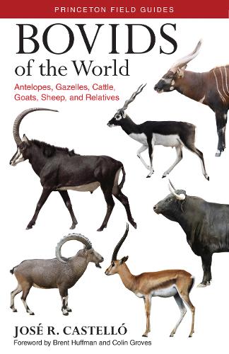 Bovids of the World: Antilopes, gazelas, toros, cabras, ovejas y otras especies (Spanish Edition) - Princeton Field Guides (Paperback)
