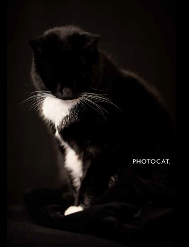 PhotoCat. (Hardback)