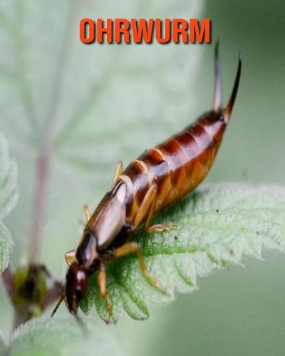 Ohrwurm: Erstaunliche Fakten & Bilder (Paperback)
