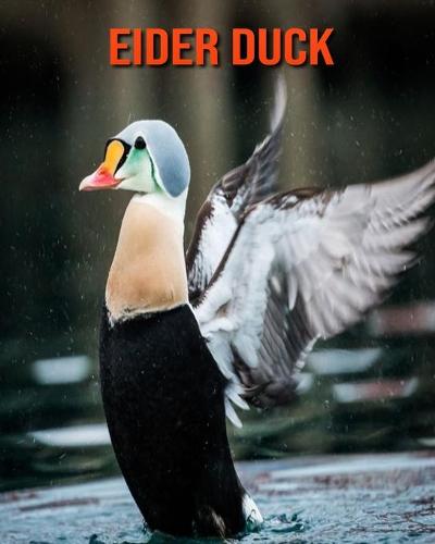 Eider Duck: Beautiful Pictures & Interesting Facts Children Book About Eider Duck (Paperback)