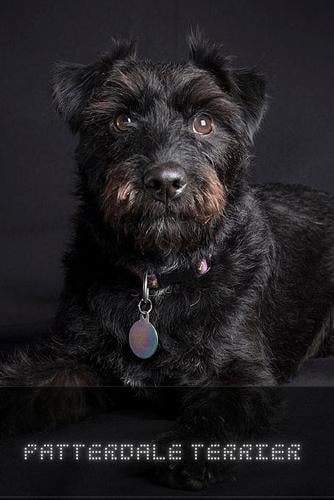 Terrier Dog Breed Patterdale Terrier Black And White Patterdale